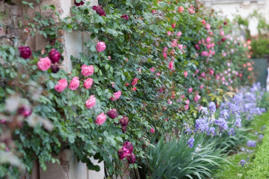 Climbing roses and irises flourish in this beautiful garden landscape