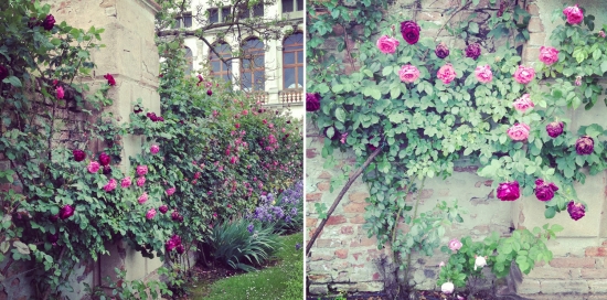 Walls adorned with climbing roses blooming in a vintage garden