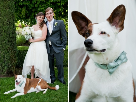 dog in bow tie for wedding
