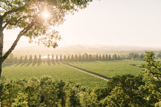 Sonoma wedding