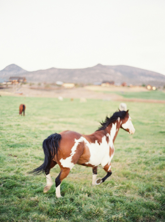 Paint horse running free in a grassy field landscape