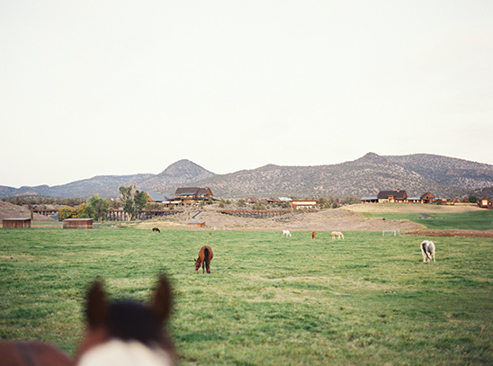 Horses graze in a mountain ranch field of green grass