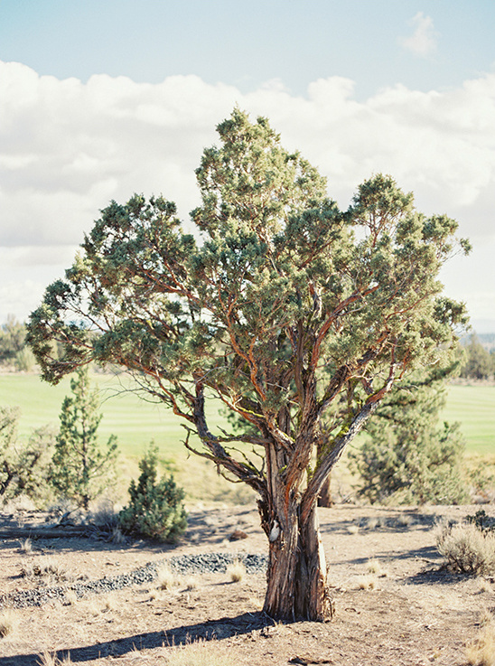 Solitary juniper tree in a sparse landscape under clouds