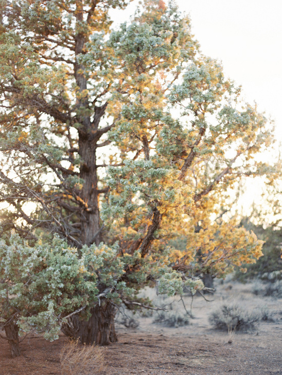 A majestic tree bathed in the warm light of a sunset
