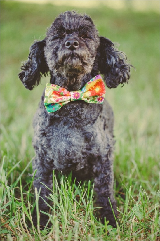 brightly patterned dog bow tie