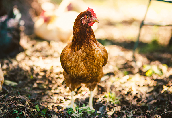 farm-style-wedding-in-mooresville