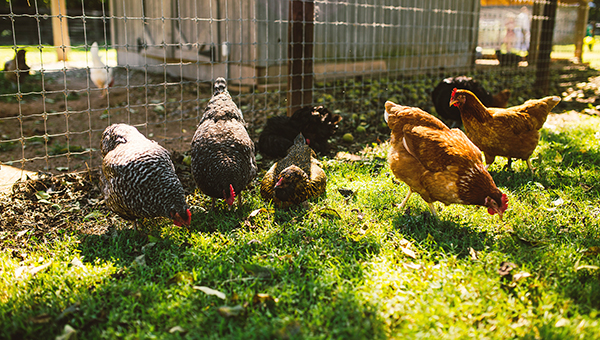 farm-style-wedding-in-mooresville