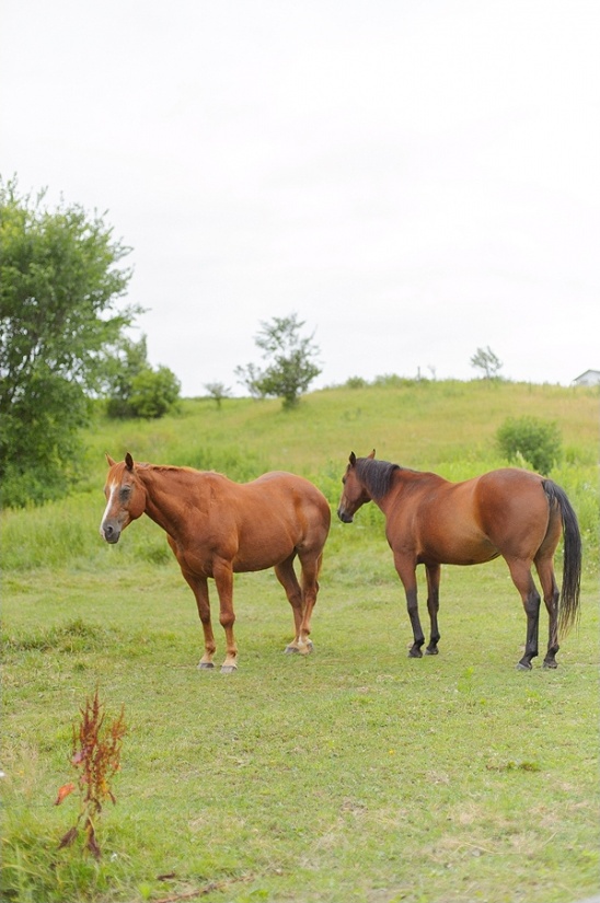 Two brown horses graze in a grassy field landscape