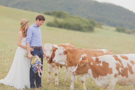 Bride and groom pose with cows in a field wedding photo