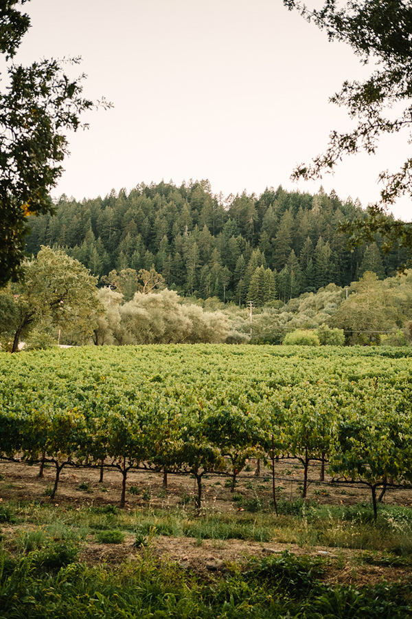 gold-and-white-wedding-in-napa-valley