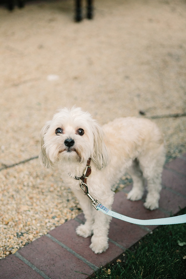 gold-and-white-wedding-in-napa-valley