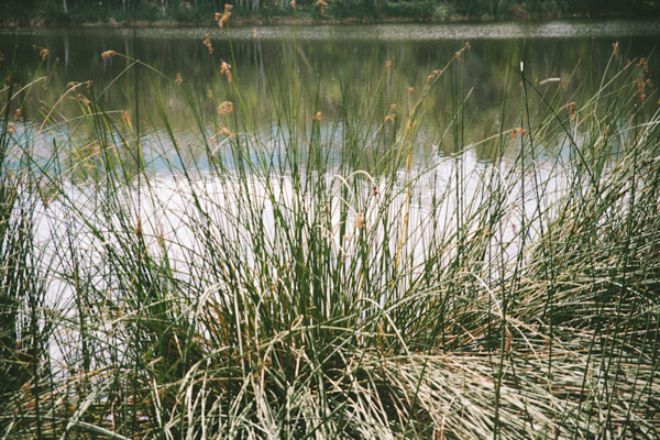natural-gold-wedding-ideas