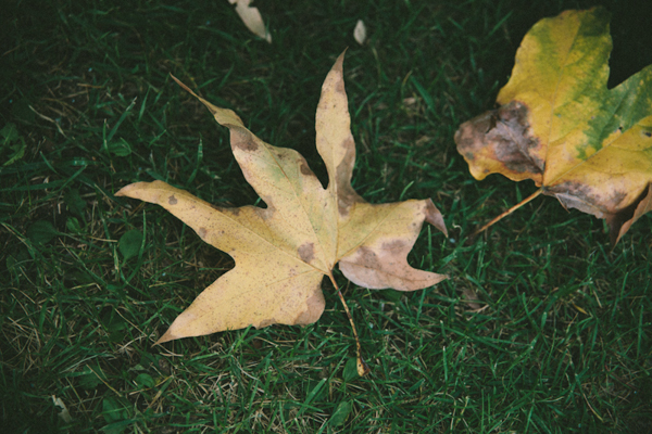 natural-gold-wedding-ideas