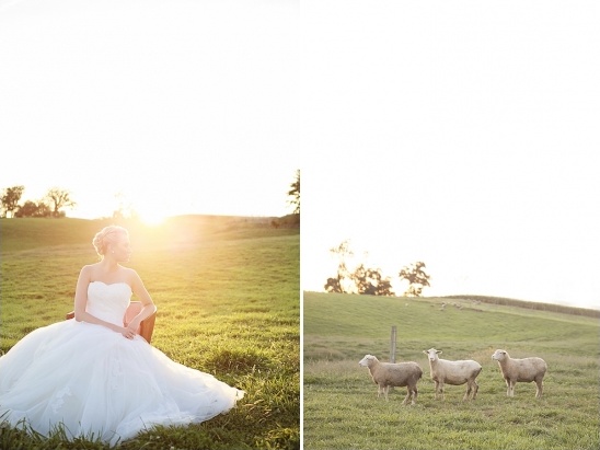 Bride in gown with sheep on sunny grassy field at sunset