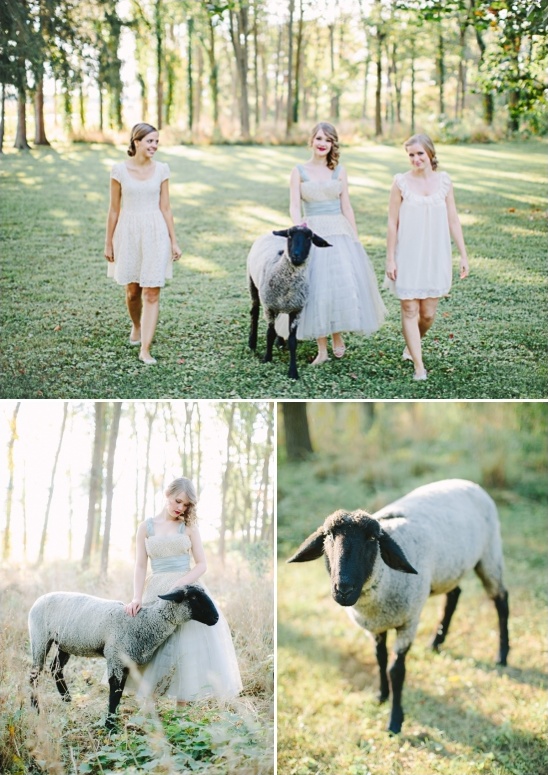 adorable sheep for bridal shoot