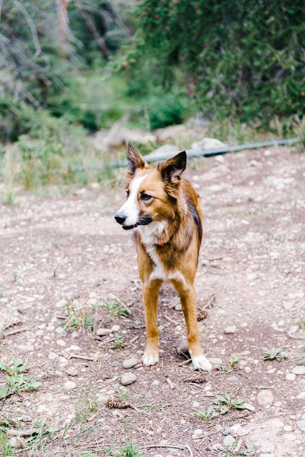 wild-western-wedding-in-colorado