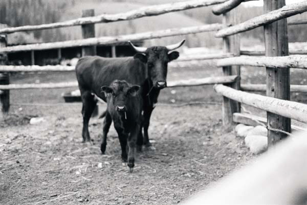 wild-western-wedding-in-colorado