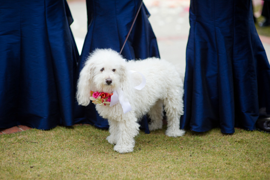 A lovely white dog with flowers, part of a wedding ceremony