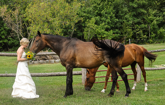 Bride with horses on her wedding day in a lovely green pasture