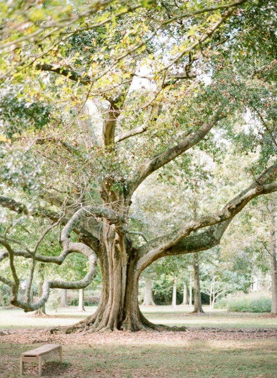 Majestic oak tree with bench in tranquil park