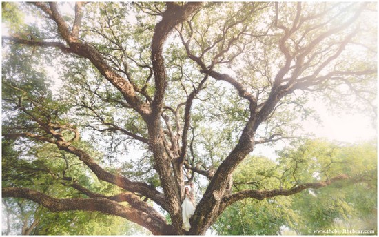 Beautiful old tree with a bright sunlit background and wedding dress