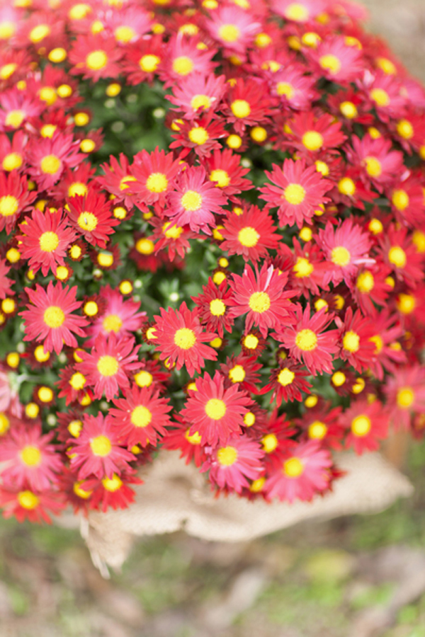 red-and-orange-fall-wedding