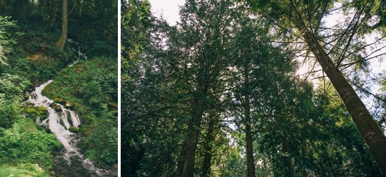 Scenic forest with waterfall and tall trees reaching skyward