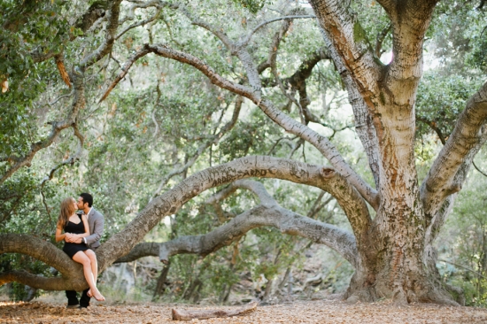 Couple kissing on a branch under an old beautiful tree in nature