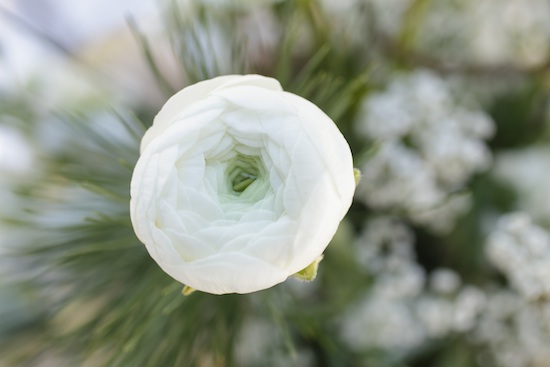 Close-up of a beautiful white ranunculus flower blooming in soft focus