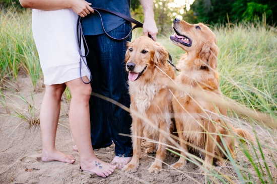 Golden retrievers with owners at the beach, a beautiful scene