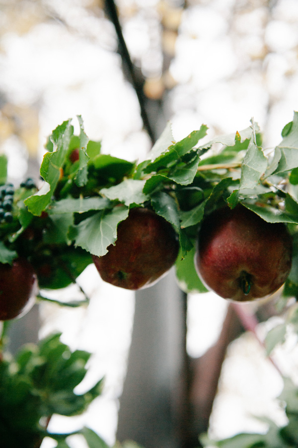 intimate-earthy-wedding