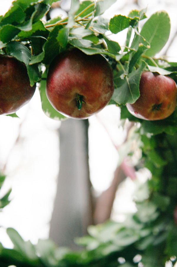 intimate-earthy-wedding