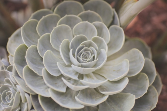 santa-barbara-yellow-and-gray-wedding