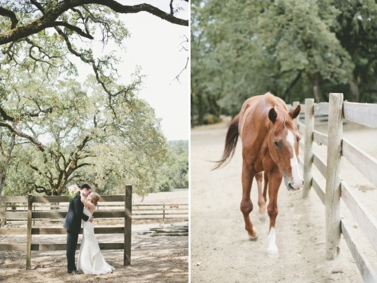 horses on wedding venue grounds