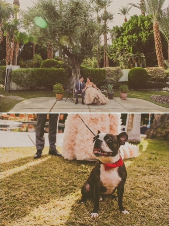 wedding attire for your pets
