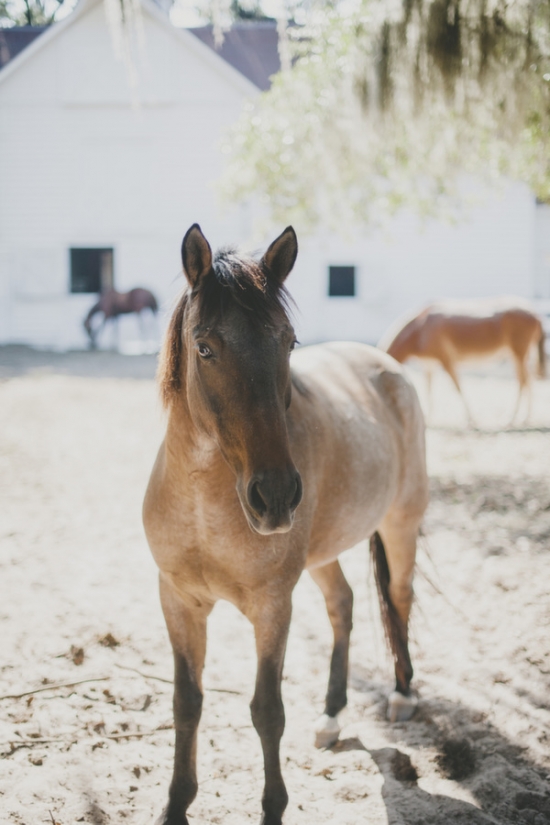 equestrian-themed-wedding-must-haves