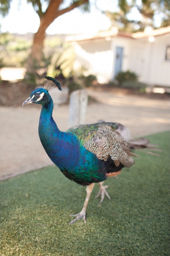 peacock at wedding