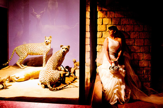 Bride poses near cheetahs during wedding