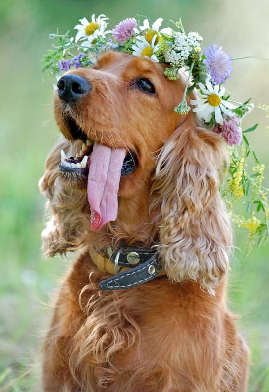 dog with floral crown