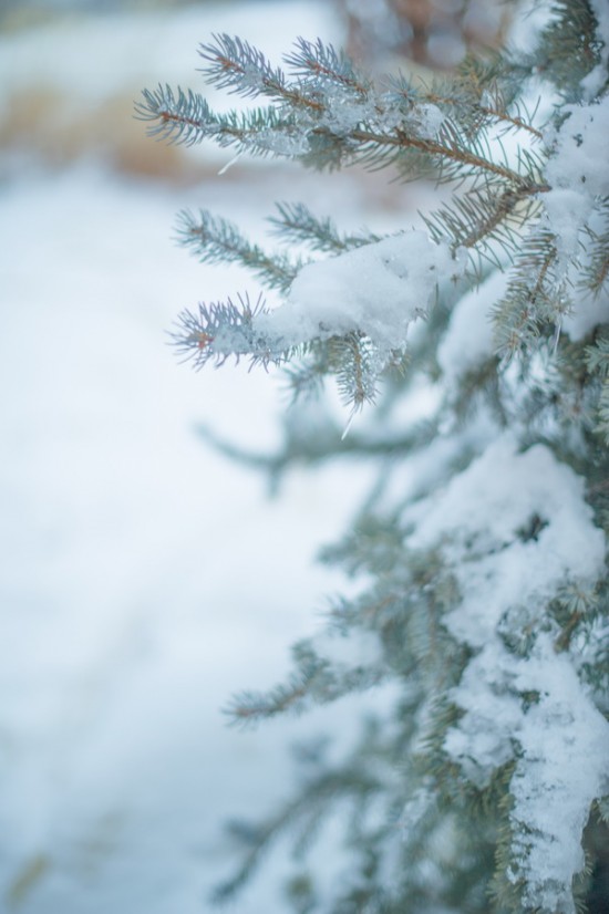 magical-winter-wedding-ideas