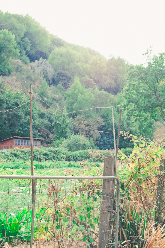 northern-california-farm-wedding
