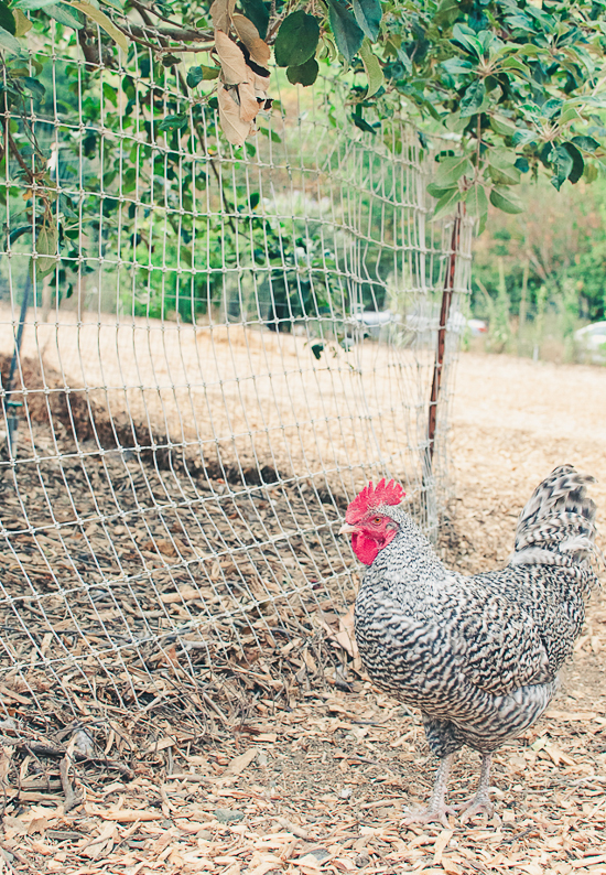 northern-california-farm-wedding