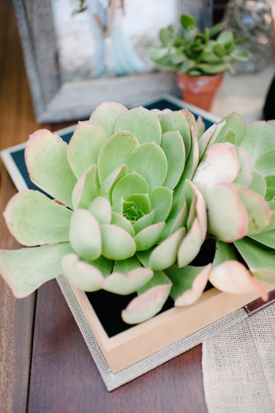 pot-your-own-succulent-centerpieces