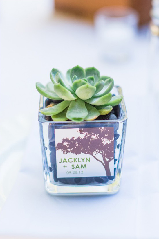 succulents for wedding favors