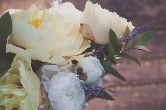 Close up of soft white peony flowers with hints of lavender