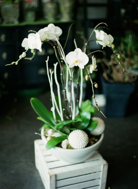 Elegant white orchids arrangement in a decorative white pot