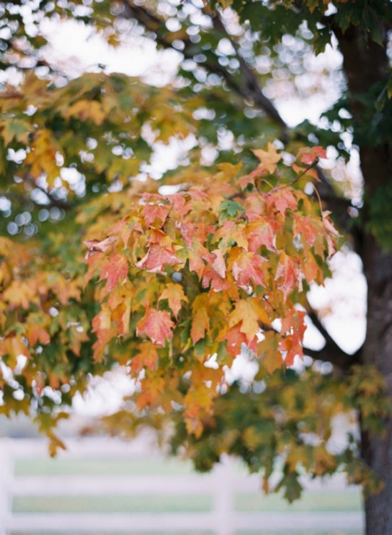 fall-wine-country-wedding-in-virgina
