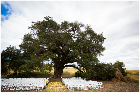 Outdoor wedding ceremony setting with a large tree and seating