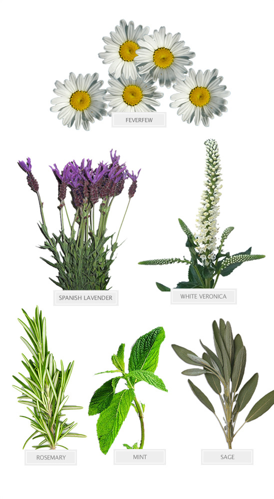 Variety of herbs and flowers: Feverfew, lavender, rosemary, sage, mint, etc