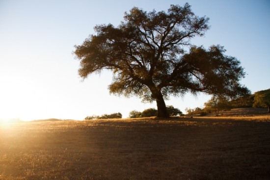 Majestic tree silhouetted against the warm sunset sky on the field